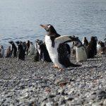 Patagonia Awaits: Your Essential Travel Guide to Nature's Untamed Beauty and Adventure