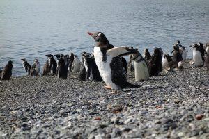 Patagonia Awaits: Your Essential Travel Guide to Nature's Untamed Beauty and Adventure