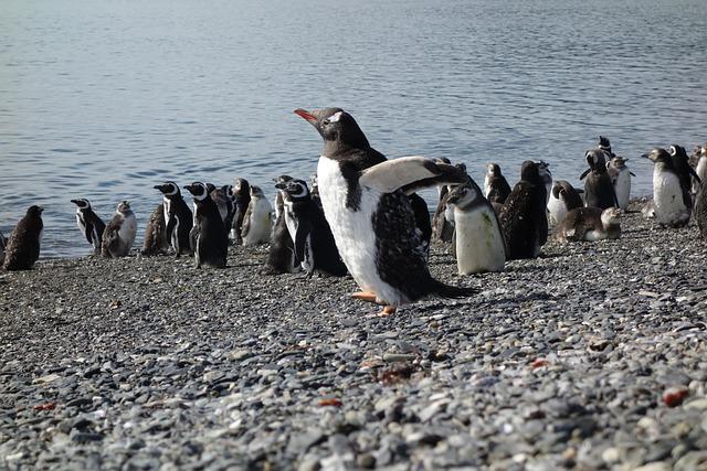 Patagonia Awaits: Your Essential Travel Guide to Nature's Untamed Beauty and Adventure